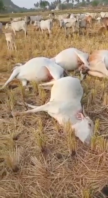 ತಾಲೂಕಿನಾದ್ಯಂತ ಗುಡುಗು ಸಹಿತ ಅಕಾಲಿಕ ಮಳೆಗೆ ಜನ ಜಾನುವಾರುಗಳಿಗೆ ಅಪಾರ ಹಾನಿ.